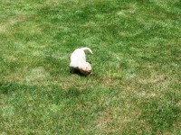 /album/fotos-recentes-/fotos-073-jpg/